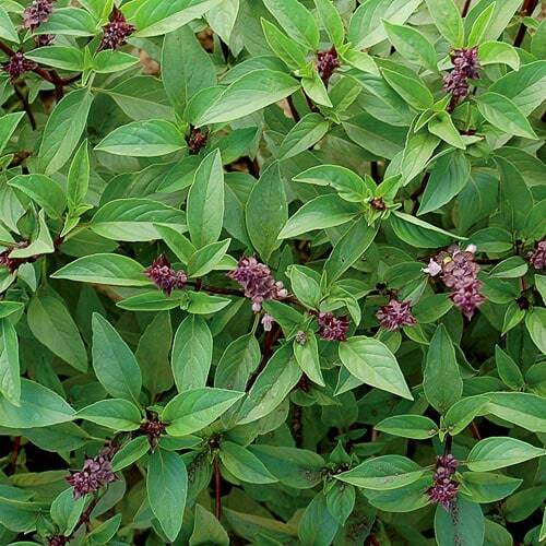 Thai Basil Seeds 250+ Asian Herb Ocimum Basilicum Fragrant USA FREE SHIPPING