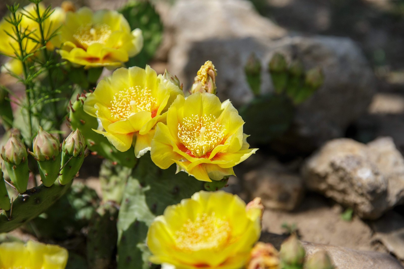 10 Yellow PRICKLY PEAR CACTUS Opuntia Ficus-Indica Flower Seeds