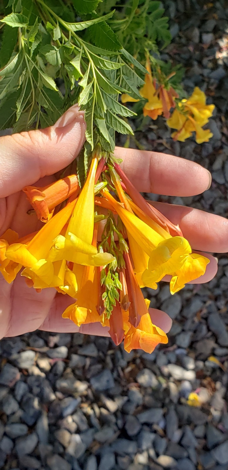 (25) Orange Jubilee (Tecoma Stans) Seed Flowering Shrub Seeds Drought-resistant