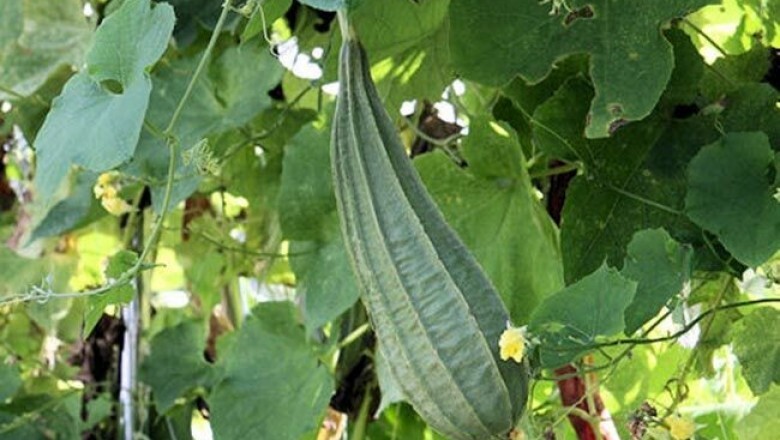BONANZA ANGLED LUFFA GOURD SEEDS, HẠT MƯỚP KHÍA