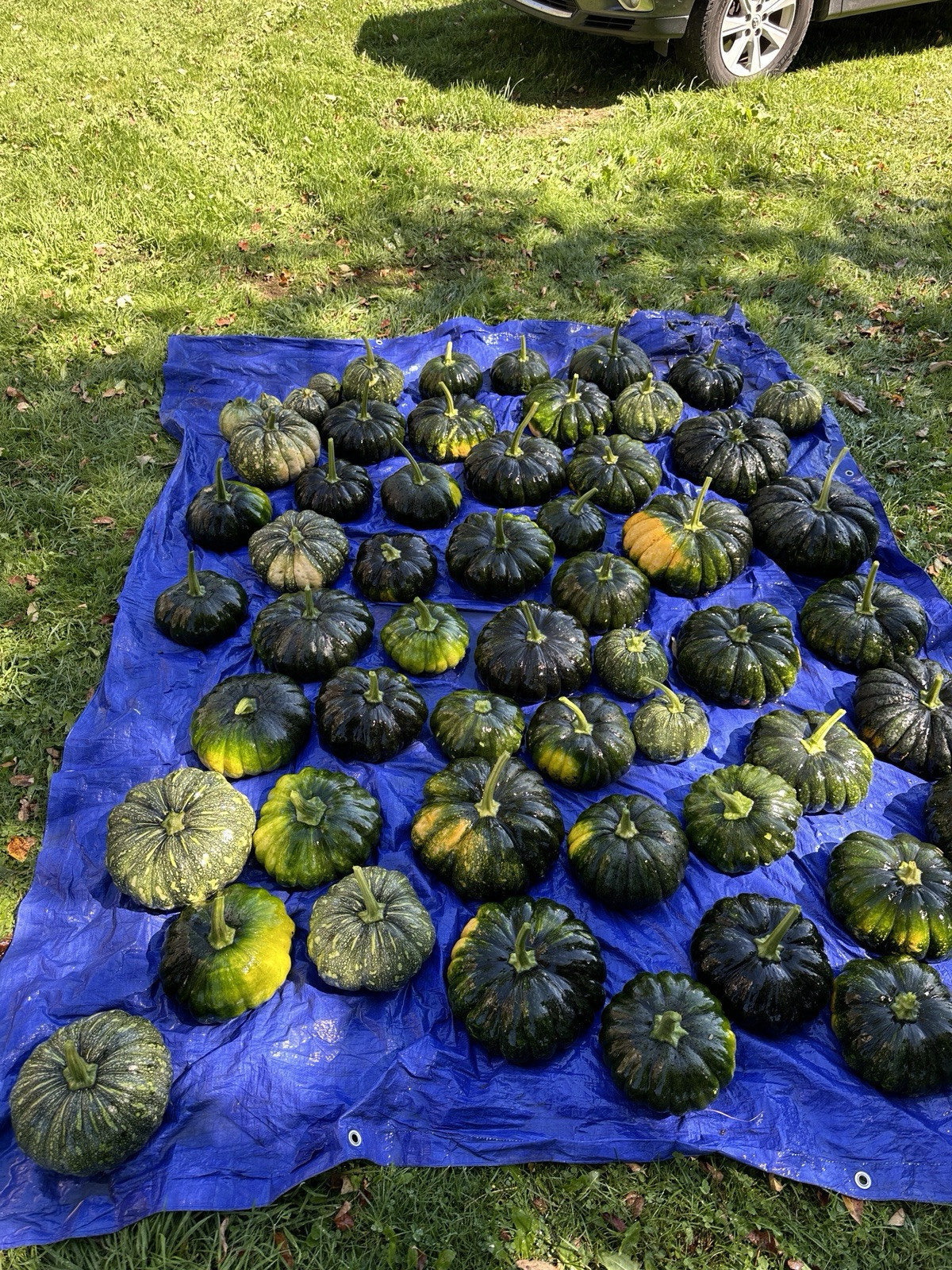 Sweet Pumpkin Black || Bangladeshi Sweet Kali Kumra || Siam -1 || 8 Seeds