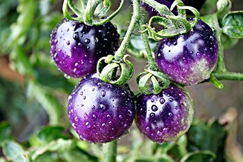 Purple Tomato Seeds 30+ Seeds 6-7oz Indeterminate – 100 Days to Ripen