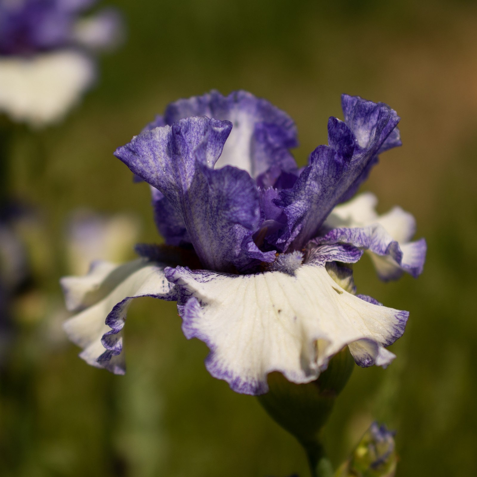 **TEXAS TWO STEP** Tall Bearded Iris. Pre-Order, Combined Shipping: Jul – Sep