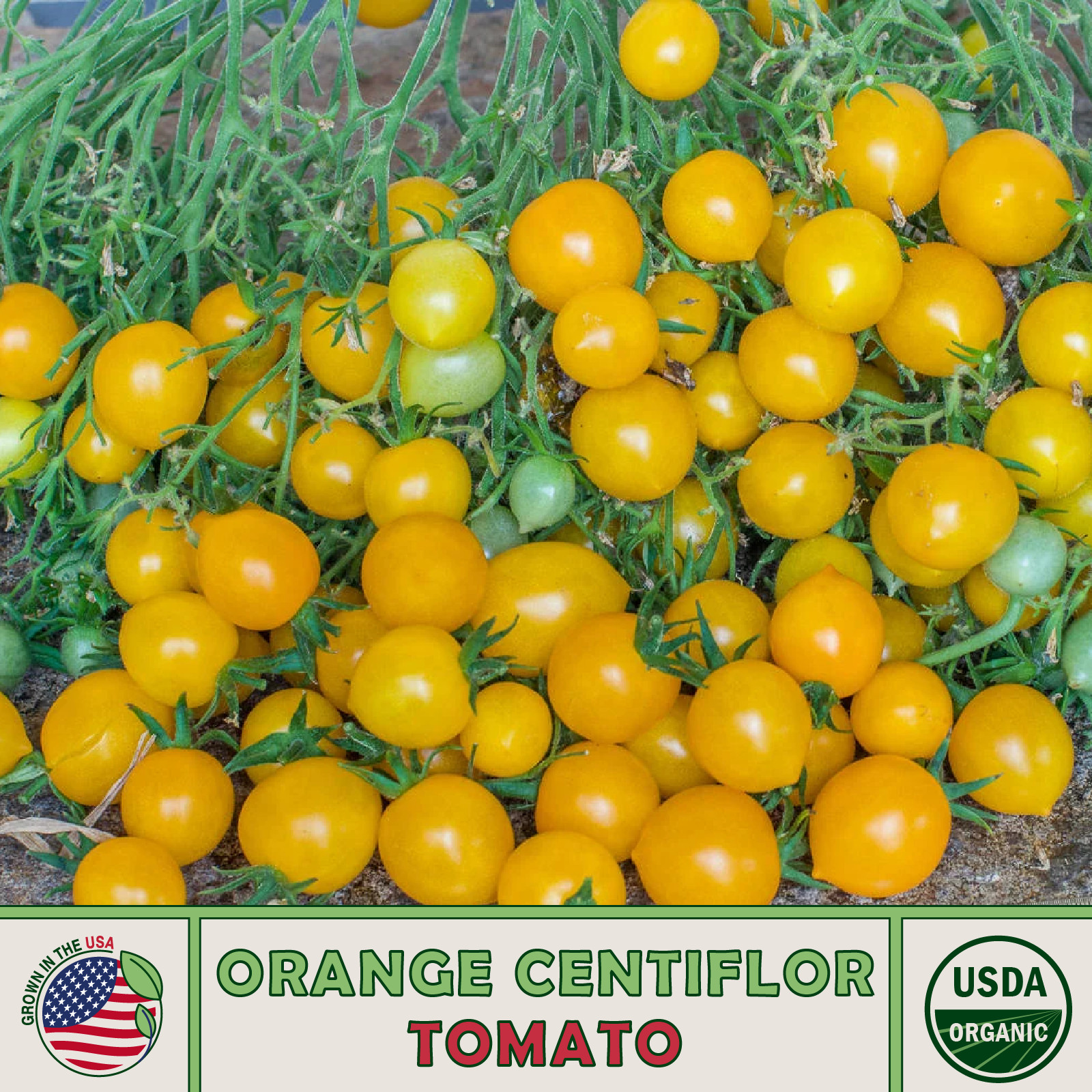 10 Orange Centiflor Tomato Seeds, Multi-flora, Organic, Non-GMO, Genuine USA