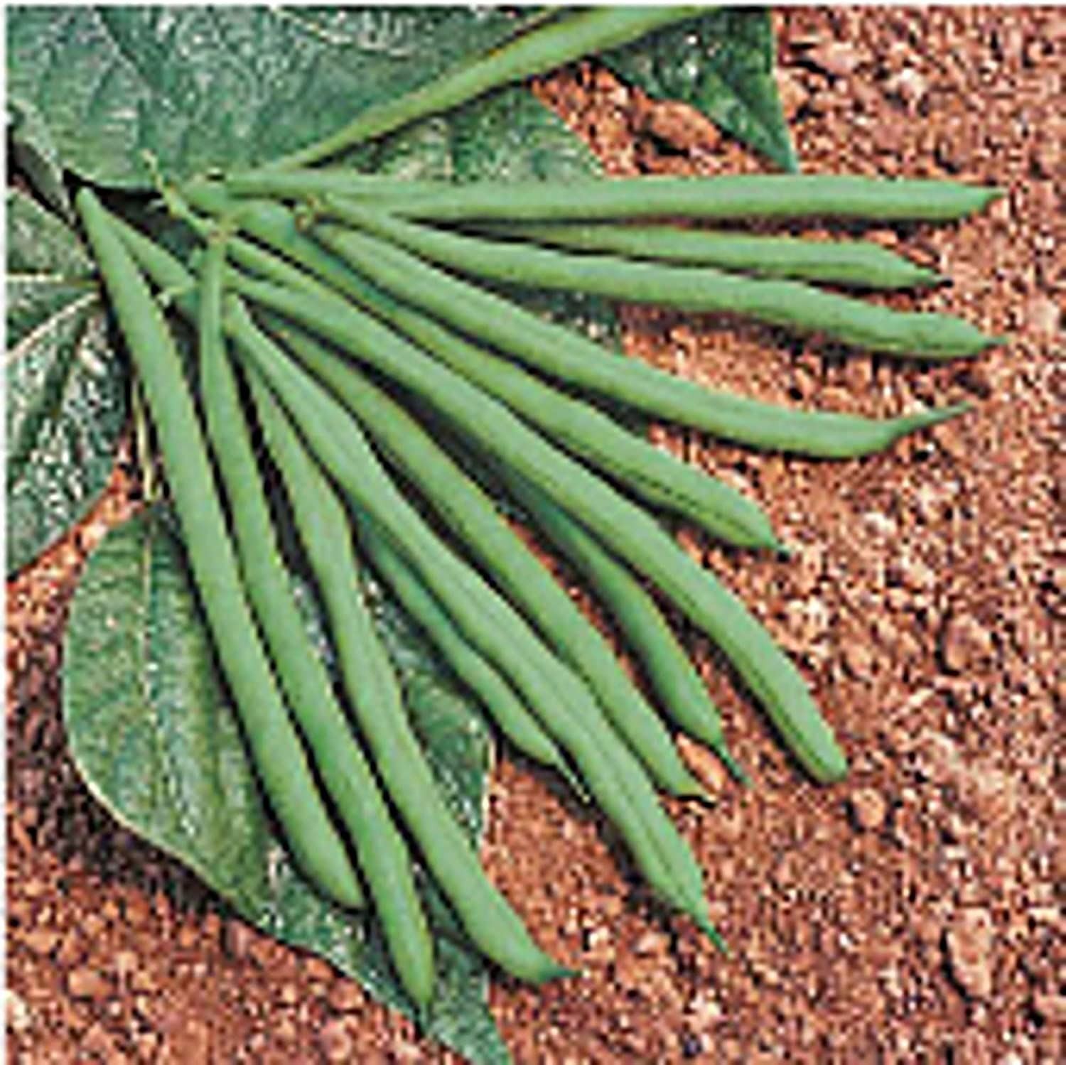 Jade Bush Beans Seeds (20+ Seeds) | Non GMO | Vegetable Fruit Herb Flower Seeds