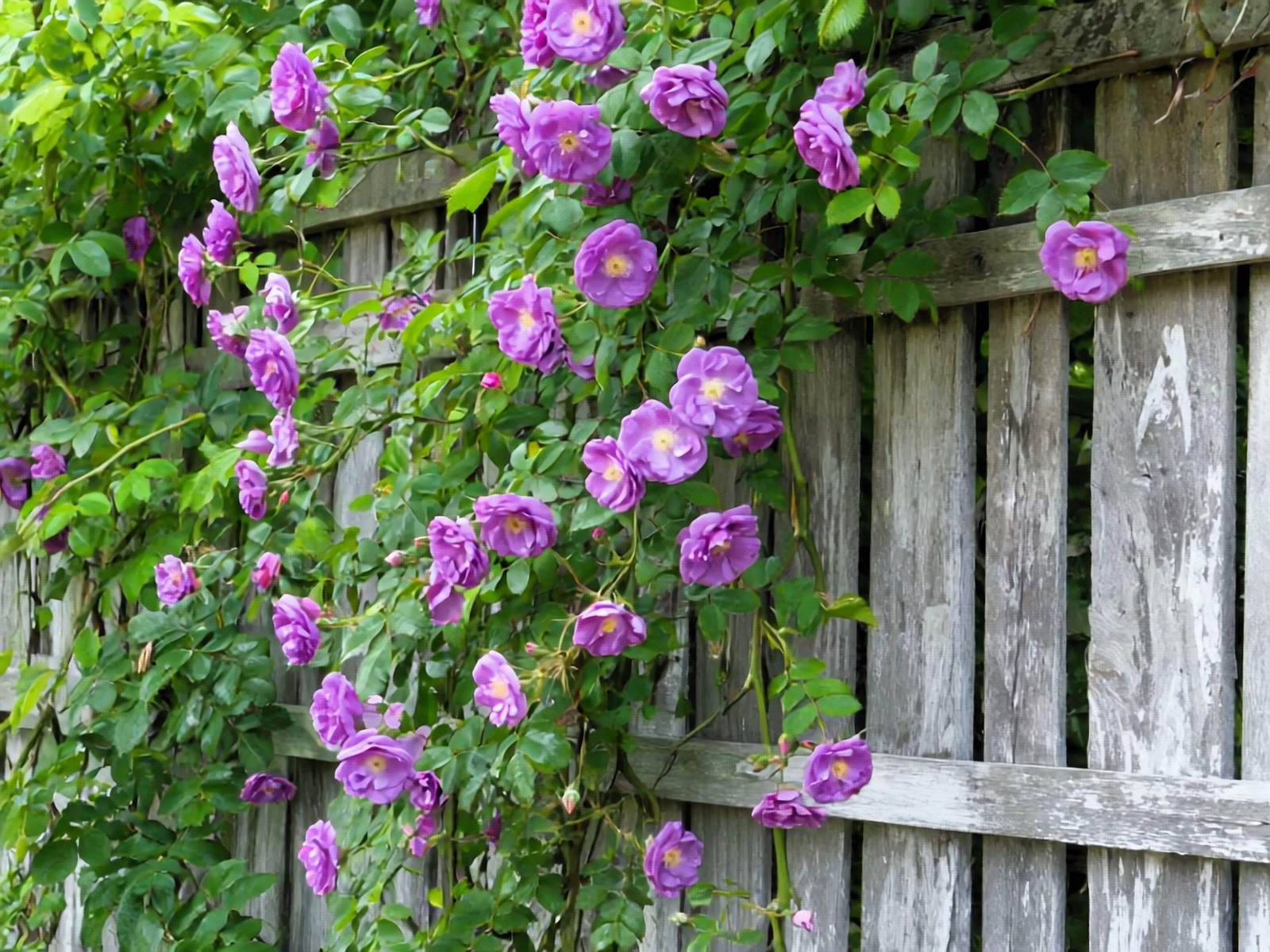 5 PURPLE CLIMBING ROSE Rosa Bush Vine Climber Fragrant Butterfly Flower Seeds