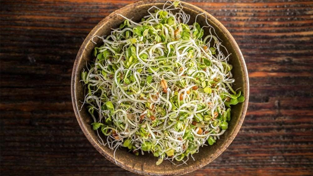Alfalfa Microgreen Seeds-“COOL BEANS n SPROUTS” Brand – Home Gardening.