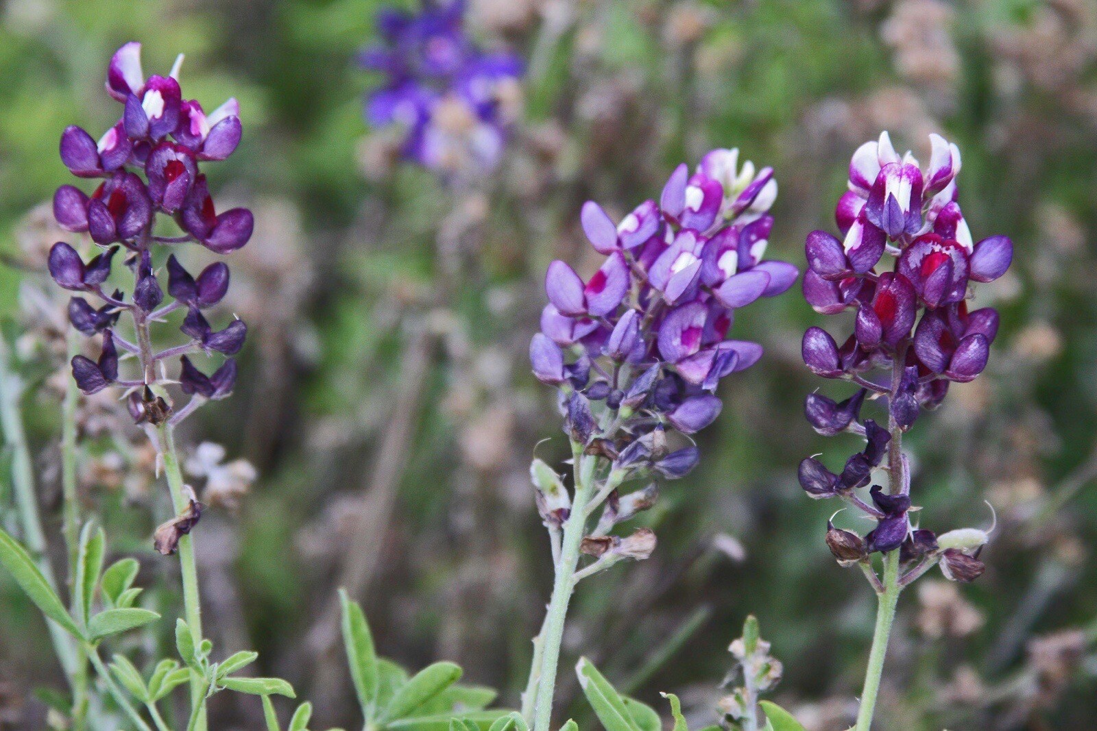 100+ Purple Heart TEXAS BLUEBONNET SEEDS LUPINE Rare TX Wildflower Seeds