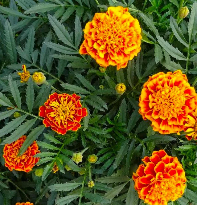 Sparky Mix French Marigold Seeds | Double Bicolor Flower Seed 2024 Fast Shipping