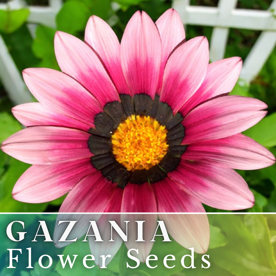 75+ Gazania Seeds -Cherry Sweetheart- Fragrant – Fresh Flower Seeds Non GMO