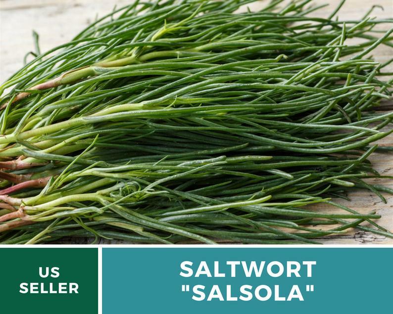 Saltwort – Salsola – 50 Seeds – Culinary & Medicinal Herb – GMO Free