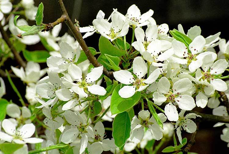 Chinese Pear, (Ussurian Pear), Pyrus ussuriensis