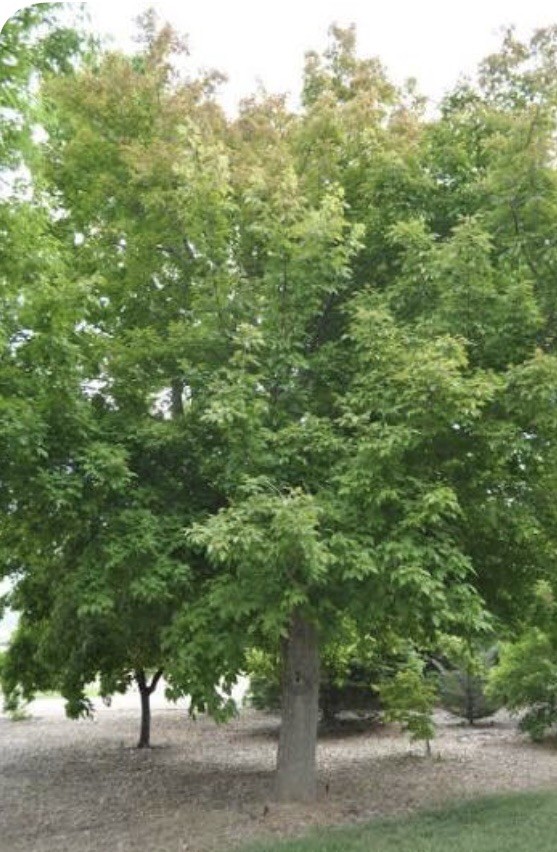 Box Elder Maple Tree seeds – Acer negundo 50+ seeds Planting Outdoors