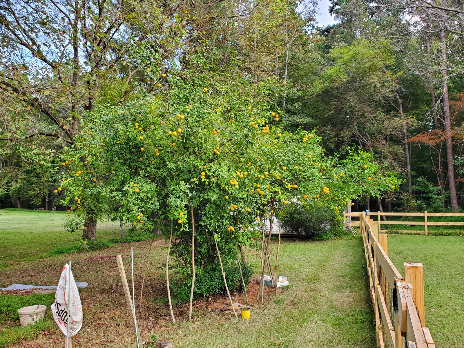 CLEARANCE SALE!! Poncirus Trifoliata Hardy Orange SEEDS 100+ Grow For Grafting🍊