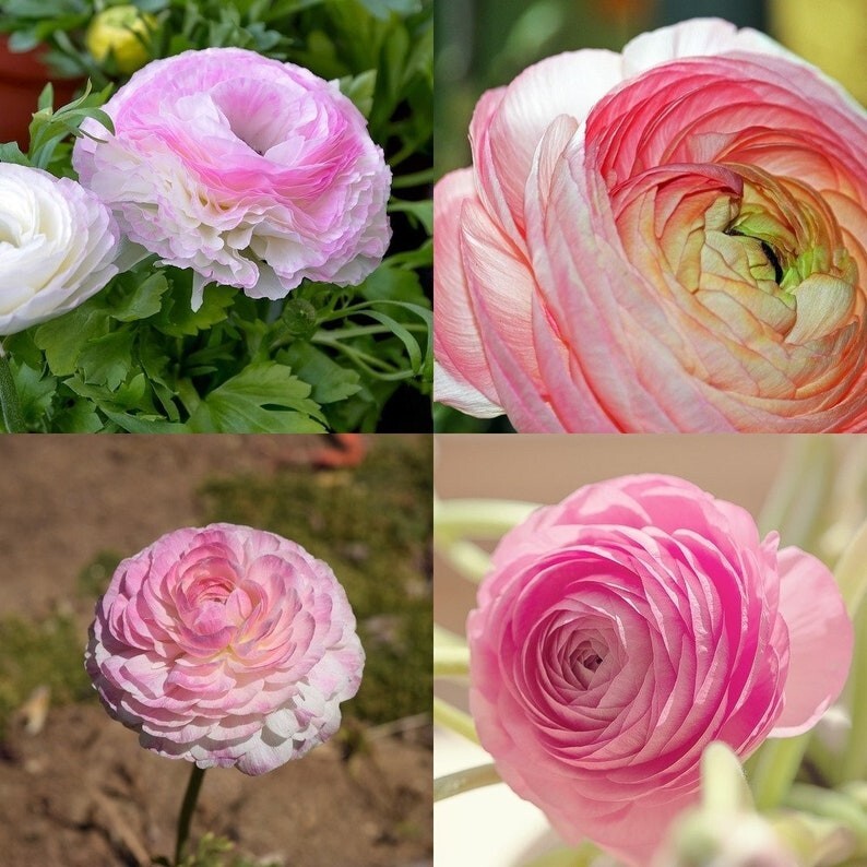 Ranunculus Flower Bulbs 20 Pink Picotee Corms Peony Rose Garden Wedding Bouquet