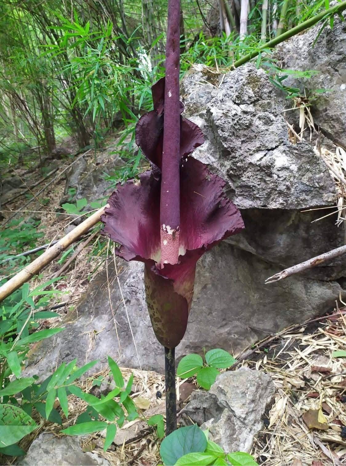 1 New ! Amorphophallus maxwellii (Rare plant) Thailand