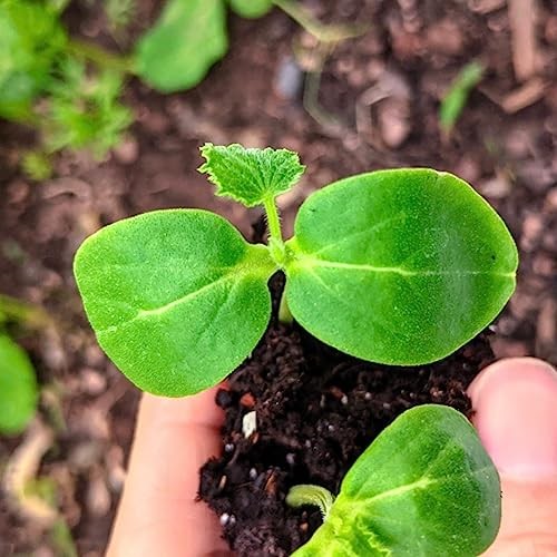 Cucamelon Seeds/Lemon Cucumber Seeds for Planting – Non Cucamelon + Lemon Cuke