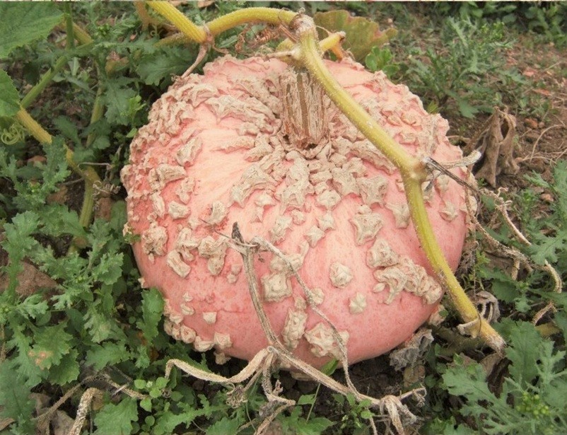 10+ Galeuse D’eysines Seeds French Heirloom Galeux Peanut Squash Non-GMO