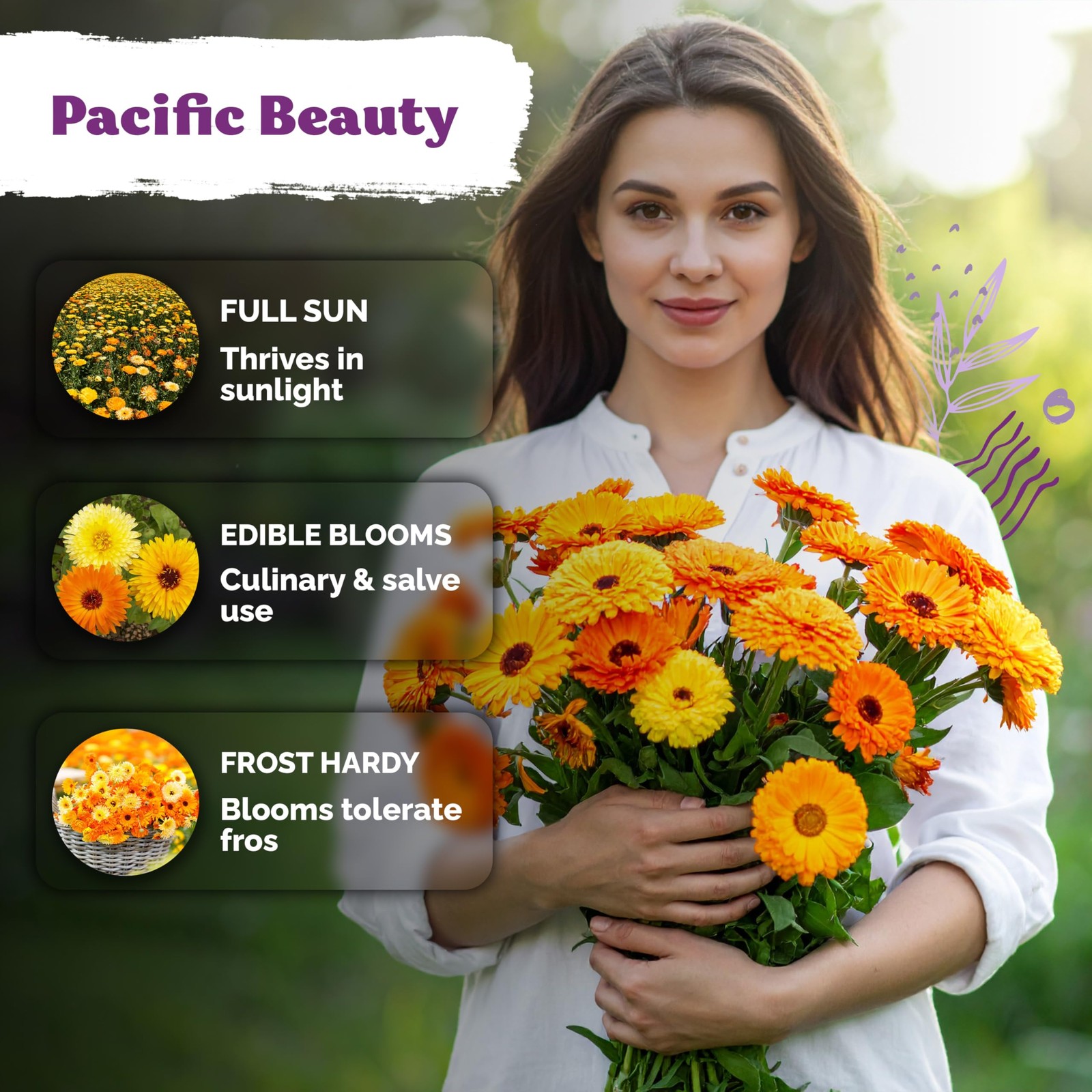 KVITER 150 Mix Pacific Beauty Calendula Seeds (Calendula Officinalis)