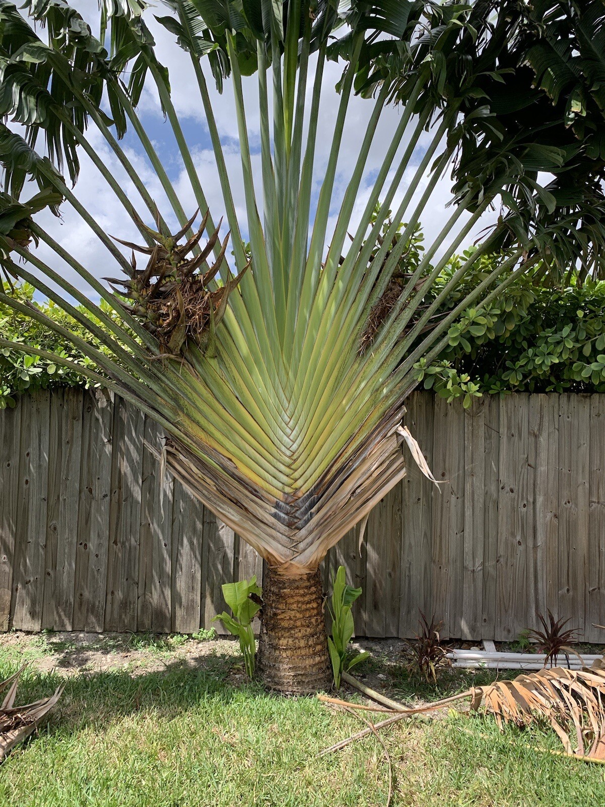 20 Traveler’s Palm Seeds