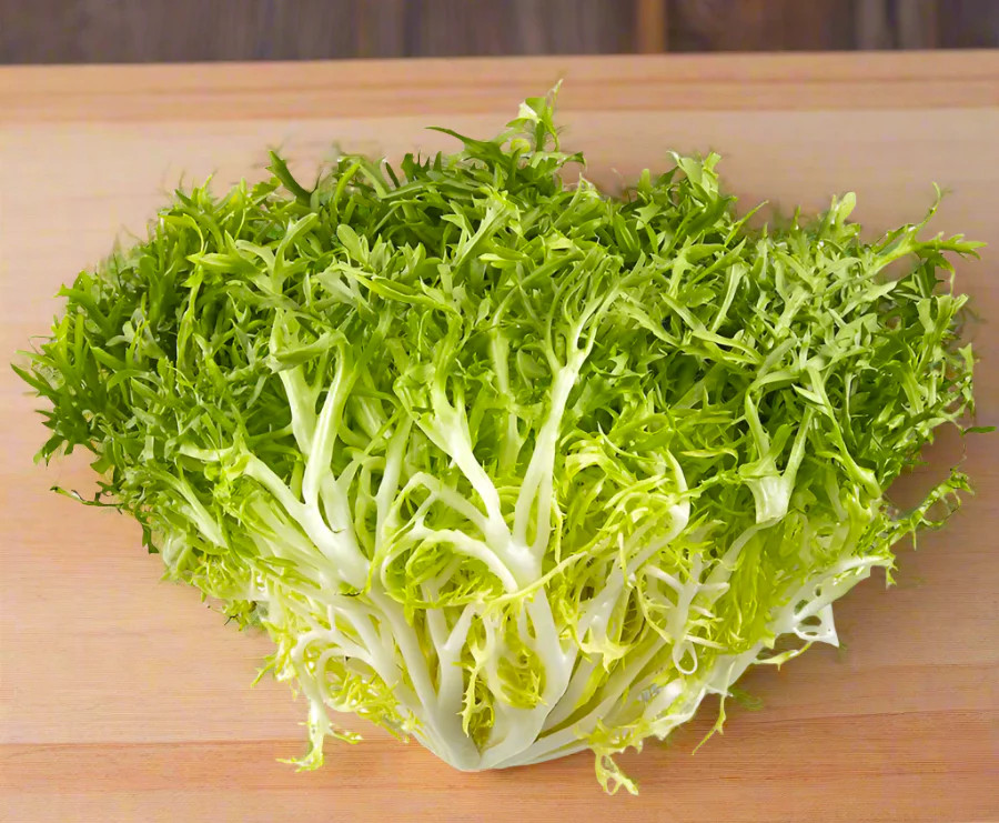Frisee Endive Seeds | Curly Yellow Green French Chicory Seed 2025 Fast Shipping