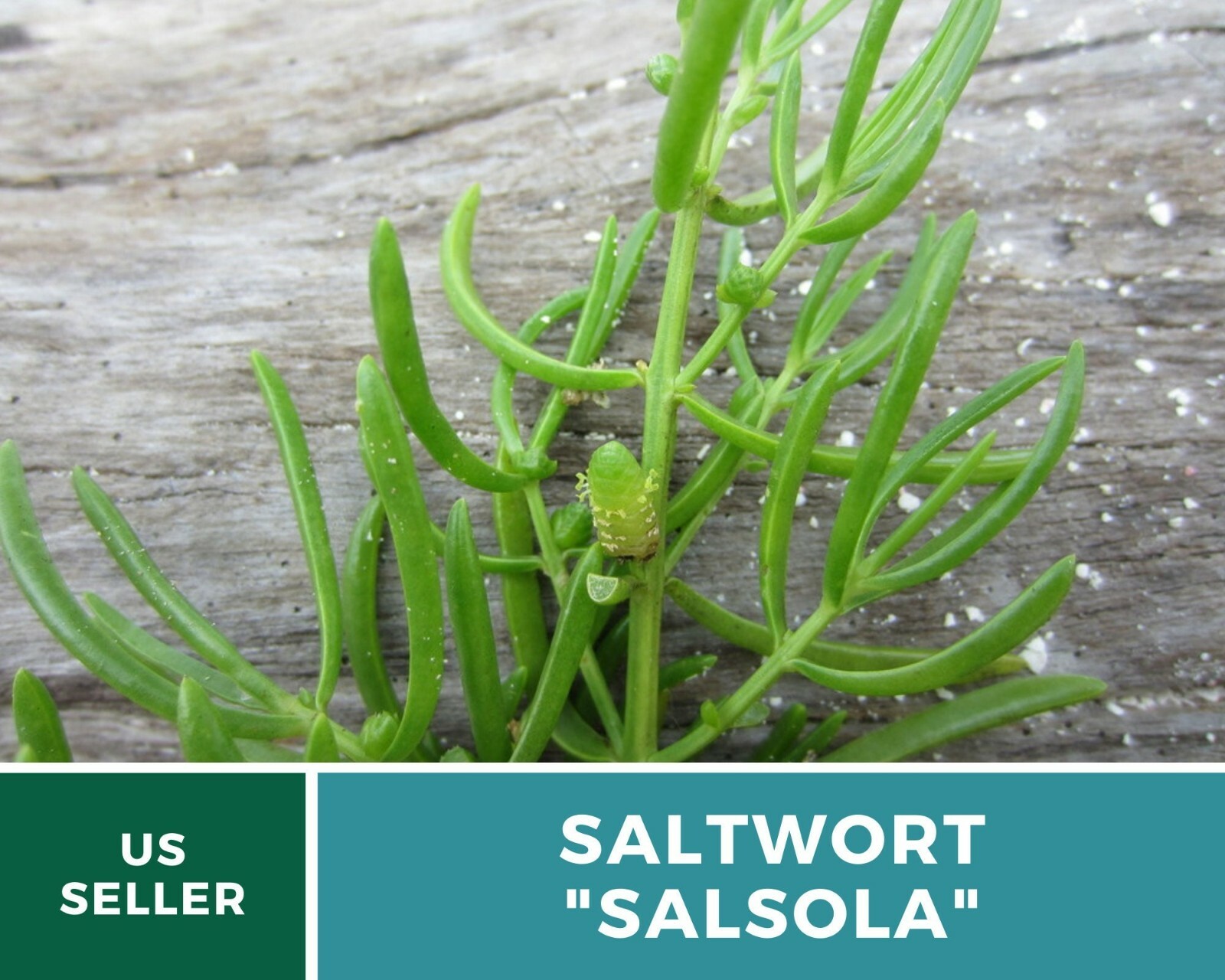 Saltwort – Salsola – 50 Seeds – Culinary/Medicinal Herb – Japanese Land Seaweed