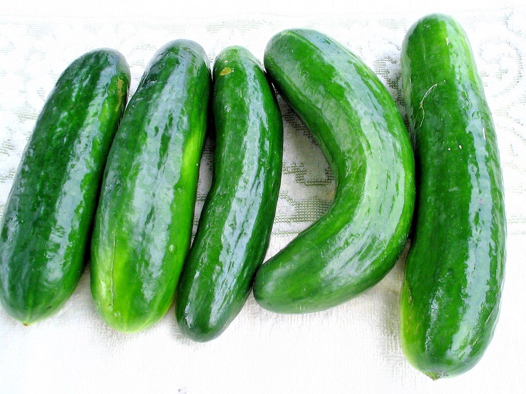30+Muncher CUCUMBER Seeds Organic Summer Vegetable Garden Patio Container Easy