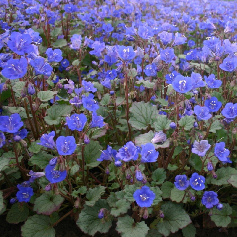 California Bluebell Seeds Desert Bluebell Phacelia Flowers Bulk 5,000 To 20,000