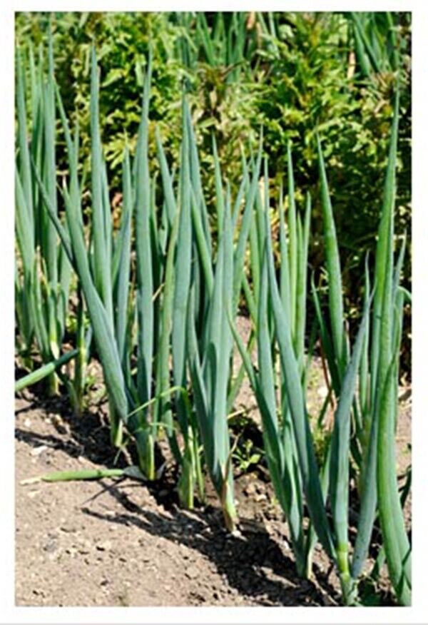 SCARBOROUGH SEEDS GREEN ONIONS TOKYO LONG WHITE 250 SEEDS NON-GMO – USA