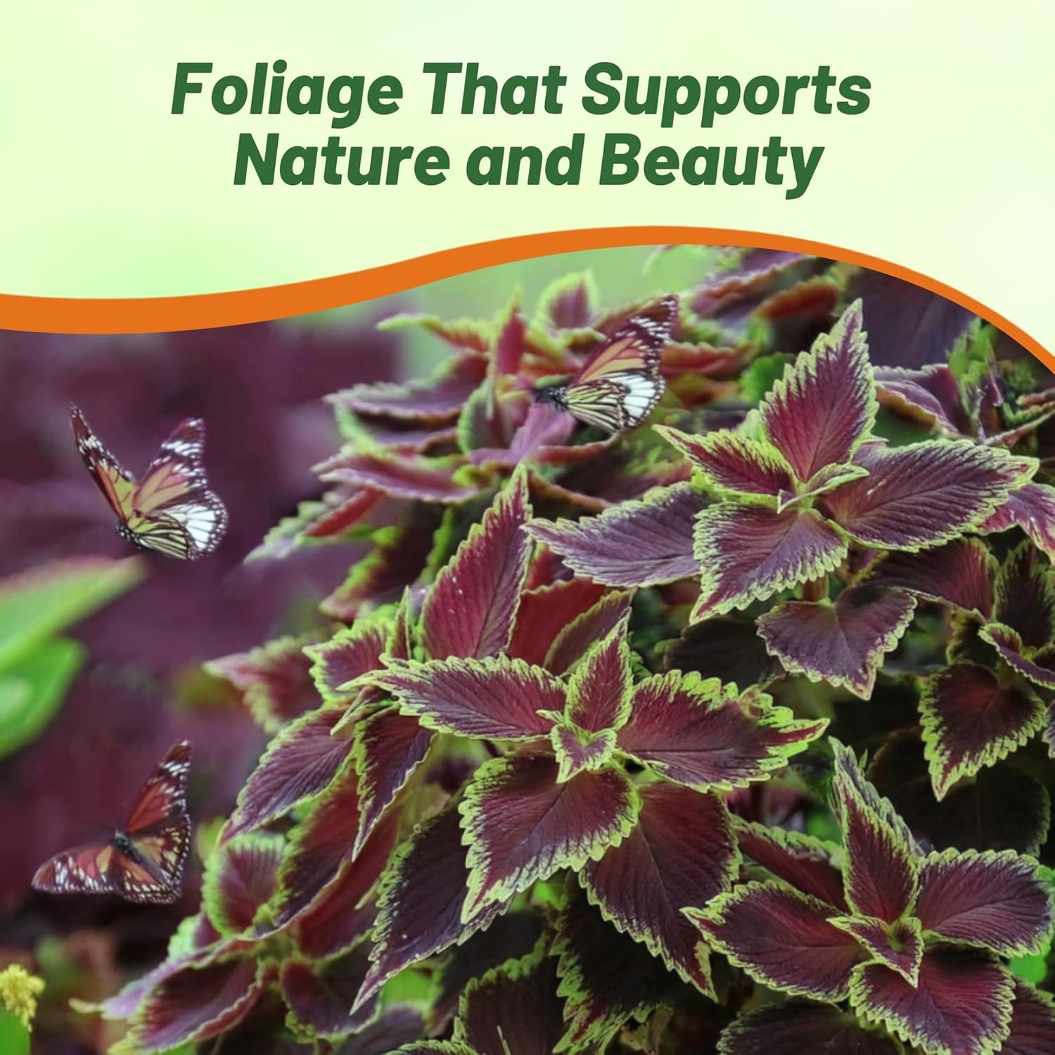 20 Seeds Coleus Flower Seed – Coleus Chocolate Mint Seeds