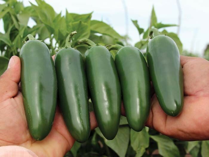  Jalapeno Pepper (25) Seeds Green to Red Tasty Vegetable Prolific Growth