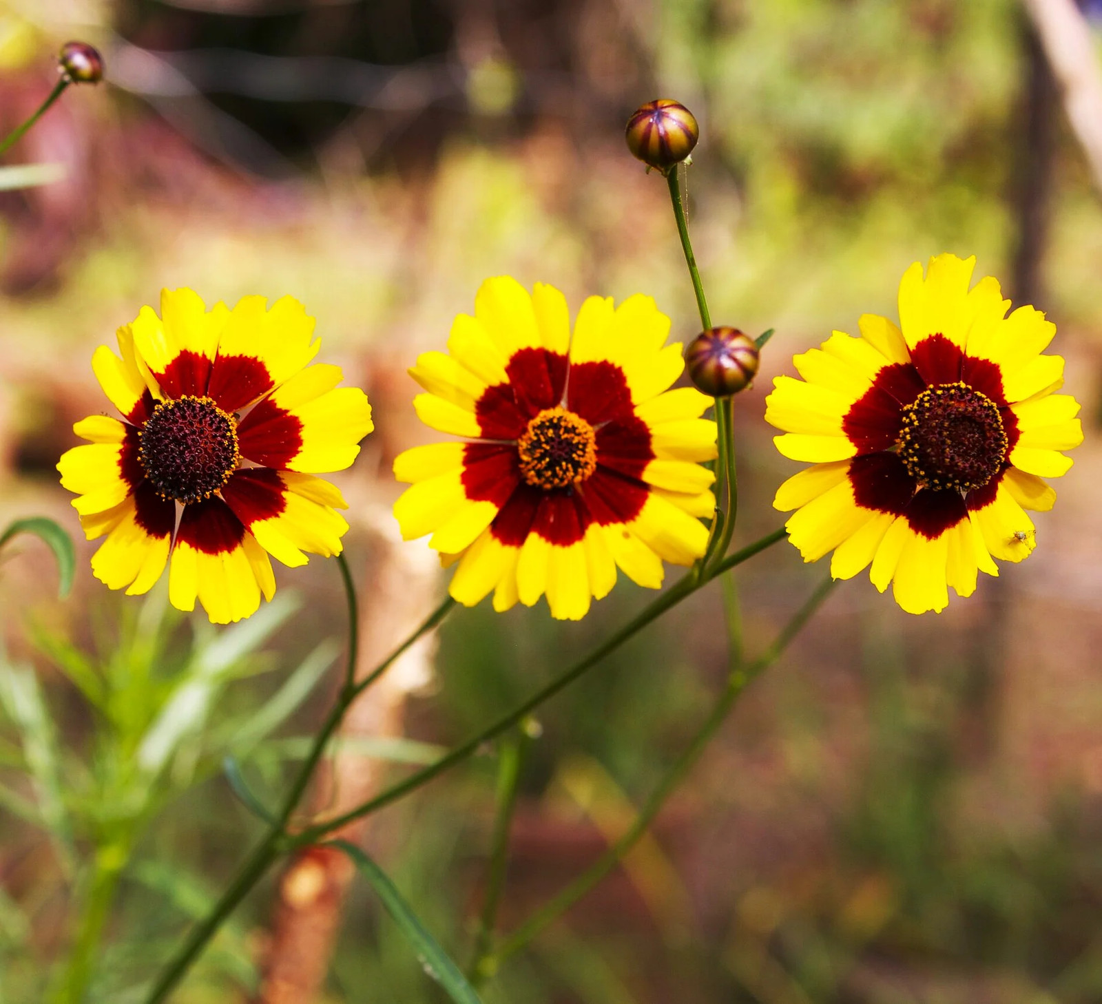 Plains Coreopsis Seeds | Mississippi Tickseed Calliopsis Wildflower Seed 2025