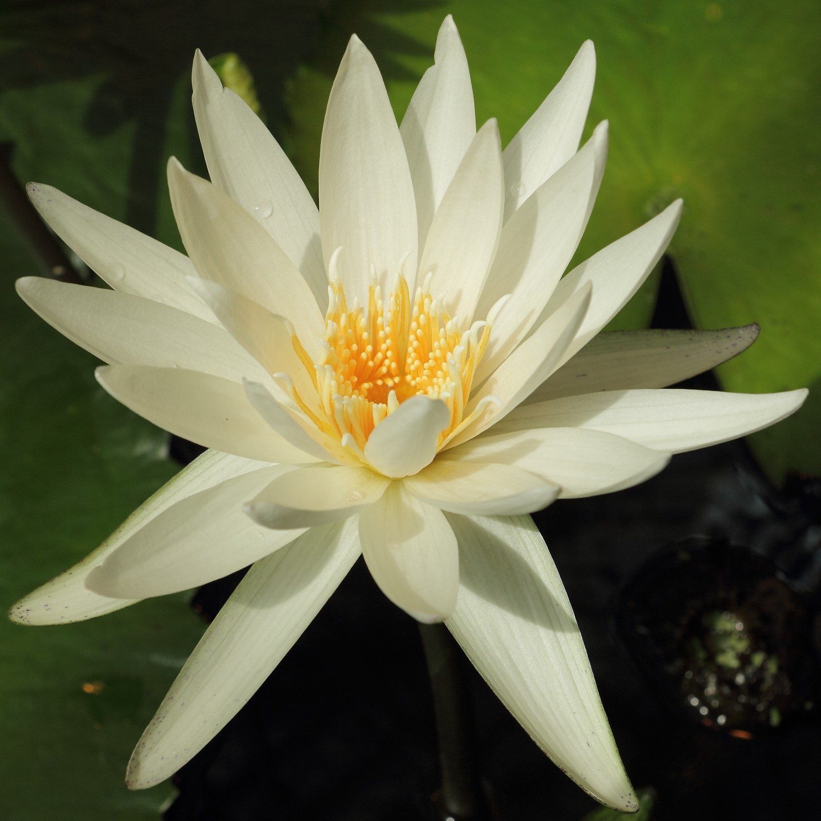 Nymphaea ampla WHITE WATER LILY Seeds
