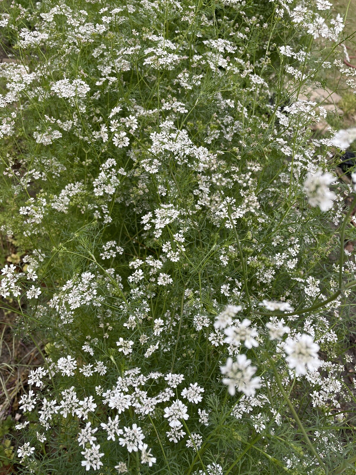 600 Cilantro Seeds fresh 2024 summer 芫荽、香菜、胡荽、香荽