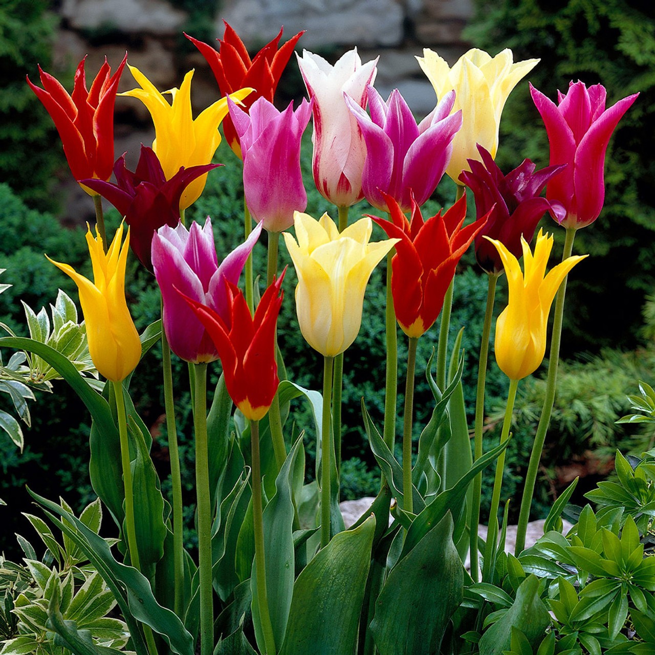 Five Bulbs 12+ cm Tulipa Lily Flowering Mix Tulip