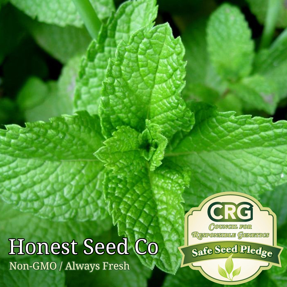 Heirloom Peppermint Seeds | Non-GMO Herb Garden Perennial Seeds from USA