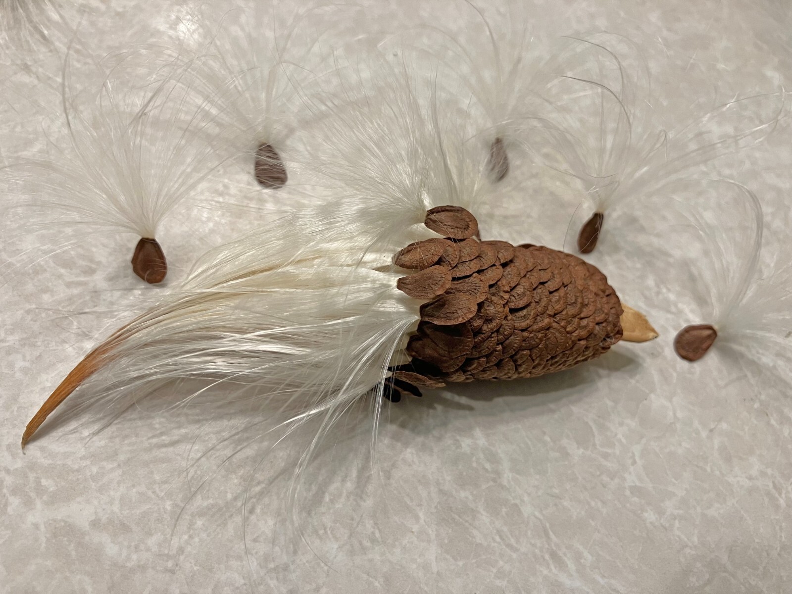 100+ Common Milkweed Seeds, Attract Monarch Butterflies*