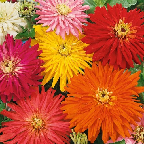Landscaper’s Pack SUPER CACTUS GIANT Zinnia elegans Huge Blooms 300 Seeds!
