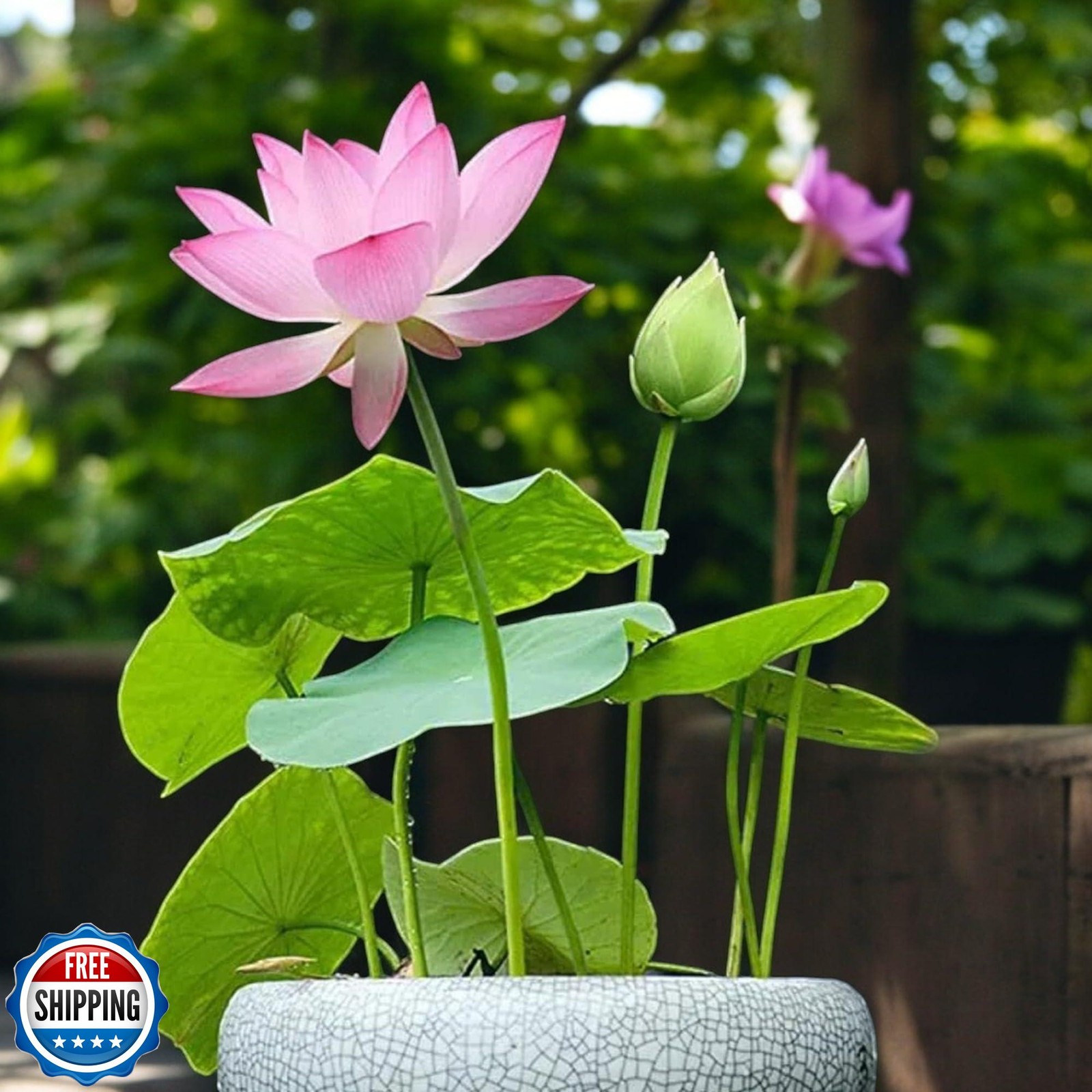ZEshops 20pcs Mixed Pink, Red and Green Color Bowl Lotus Seeds for Planting B