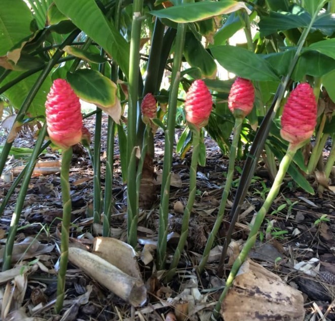 Pack 10 Shampoo Ginger Roots for Growing Perennial Garden, Awapuhi Zingiber