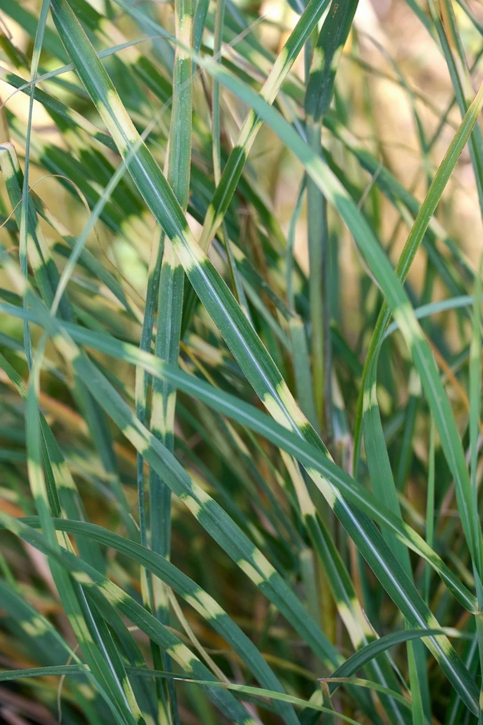 10+ ZEBRA GRASS Variegated Maiden Grass Miscanthus Sinensis Zebrinus Seeds