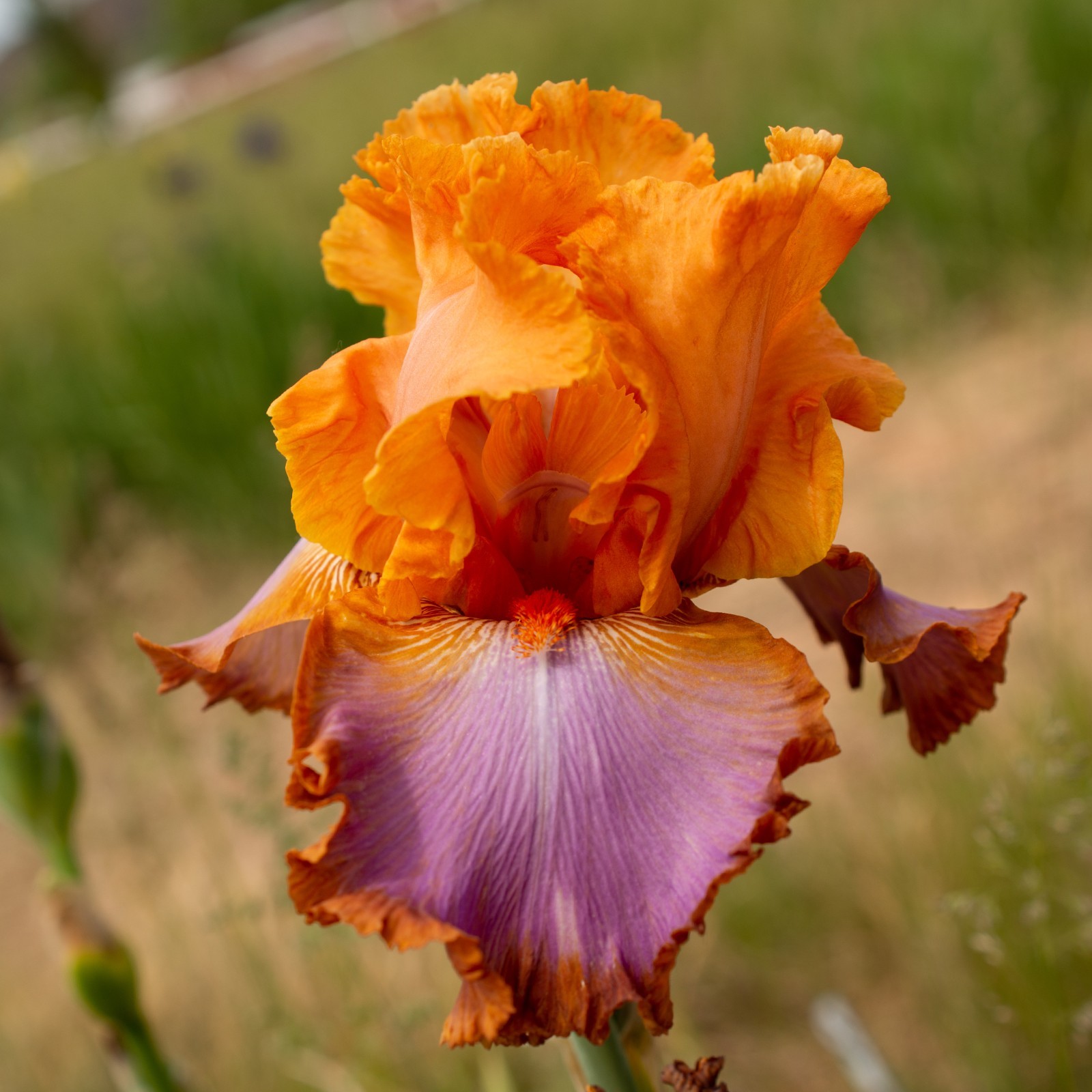 ** GRAND CANYON SUNSET ** Tall Bearded Iris. Combined Shipping: Jul – Sep