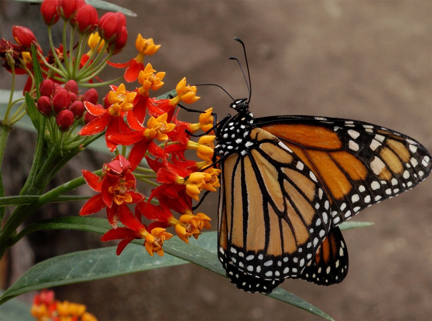 Blood Flower Seeds, Tropical Milkweed, Mexican Butterfly Weed, FREE SHIPPING