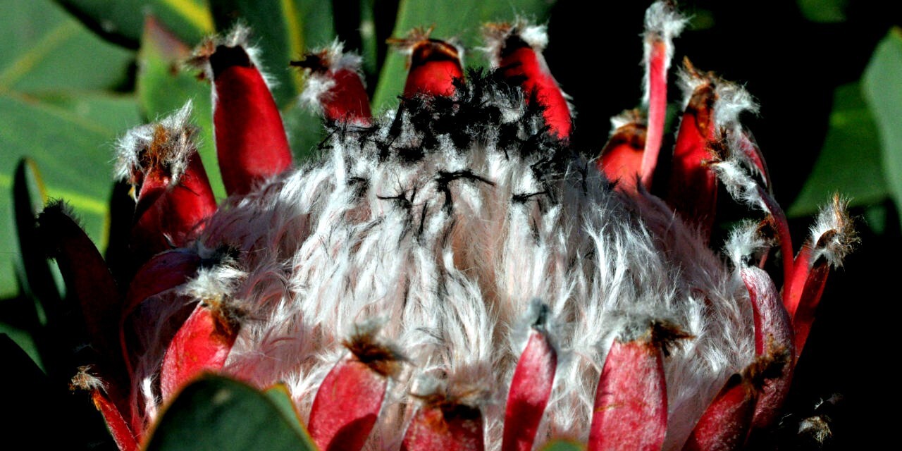 10 Queen (Protea magnifica) Seeds Rare South African “Woolly Beard” Flower