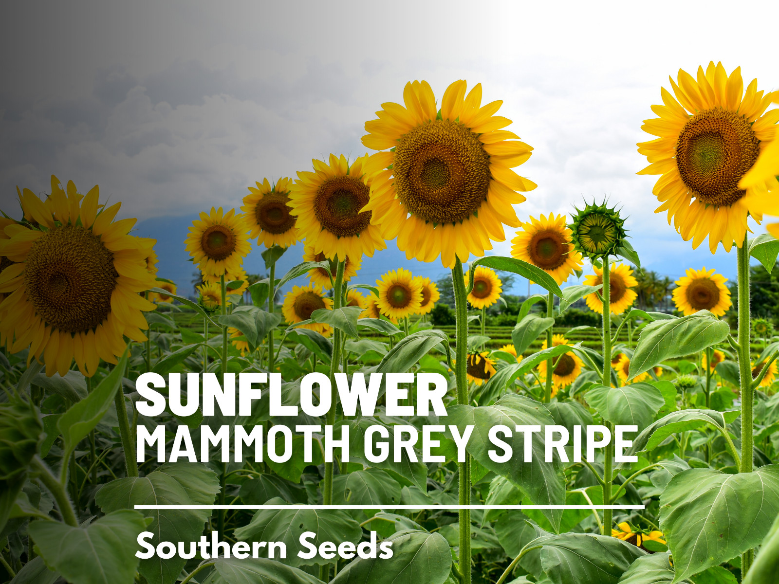 Sunflower, Mammoth Grey Stripe – Heirloom Seeds – Medicinal & Culinary – GMO Fr