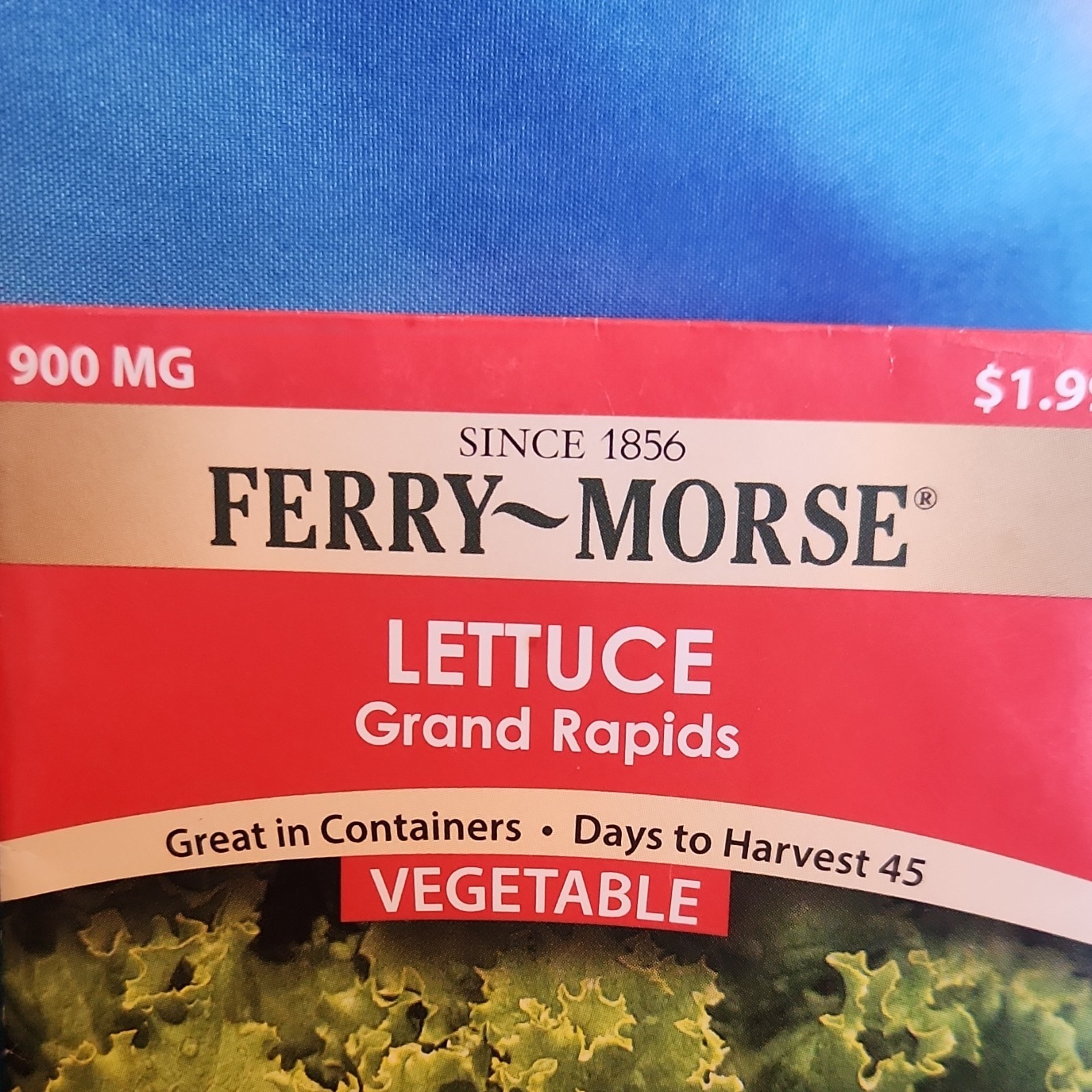 Ferry-Morse Lettuce ‘Grand Rapids’ Vegetable Seeds 45 Days Upright Green