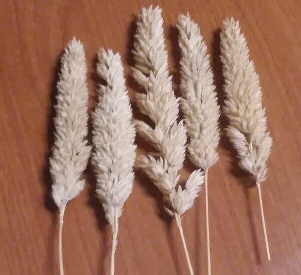 100 Phalaris aquatica seeds