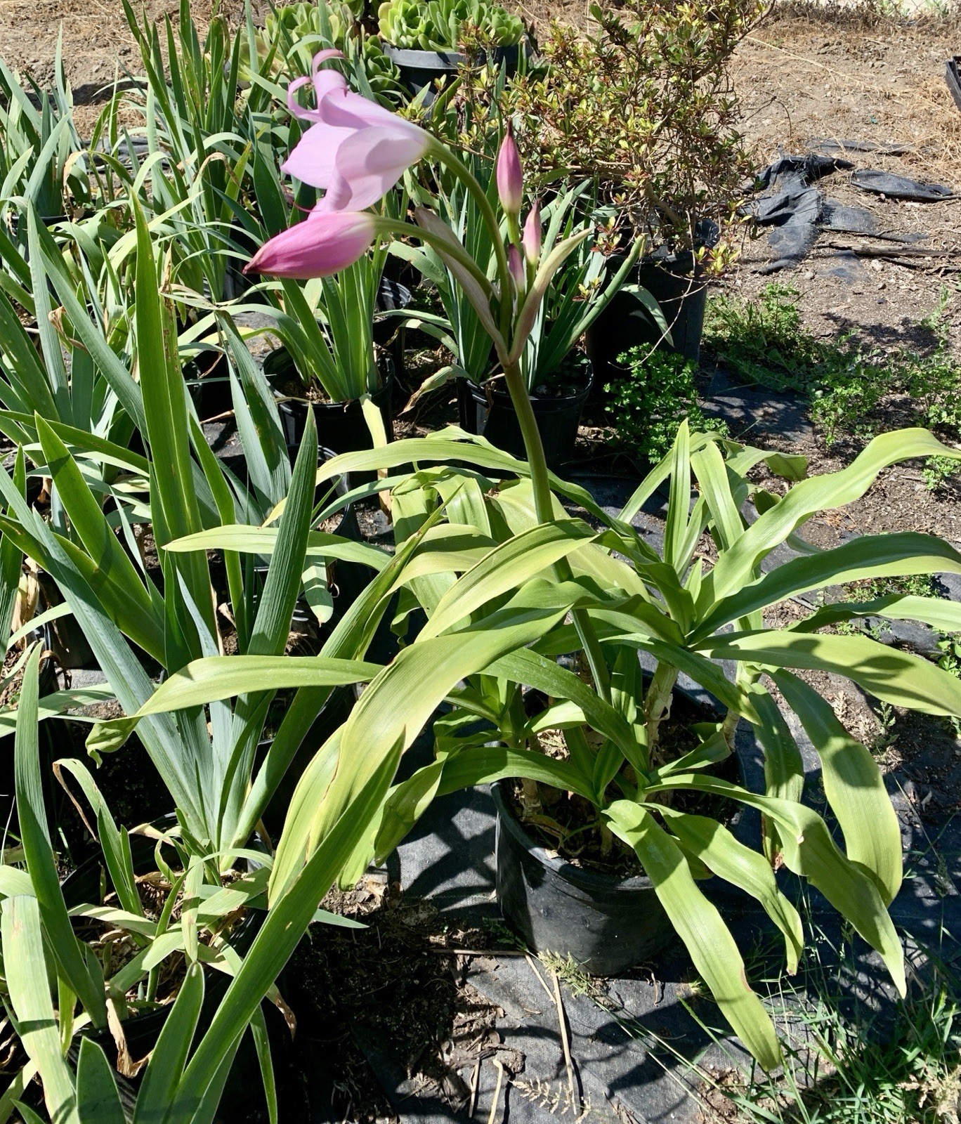 Crinum x Powellii Pink California Lily 1 Jumbo 4-5” Blooming Age Bulb Fragrant