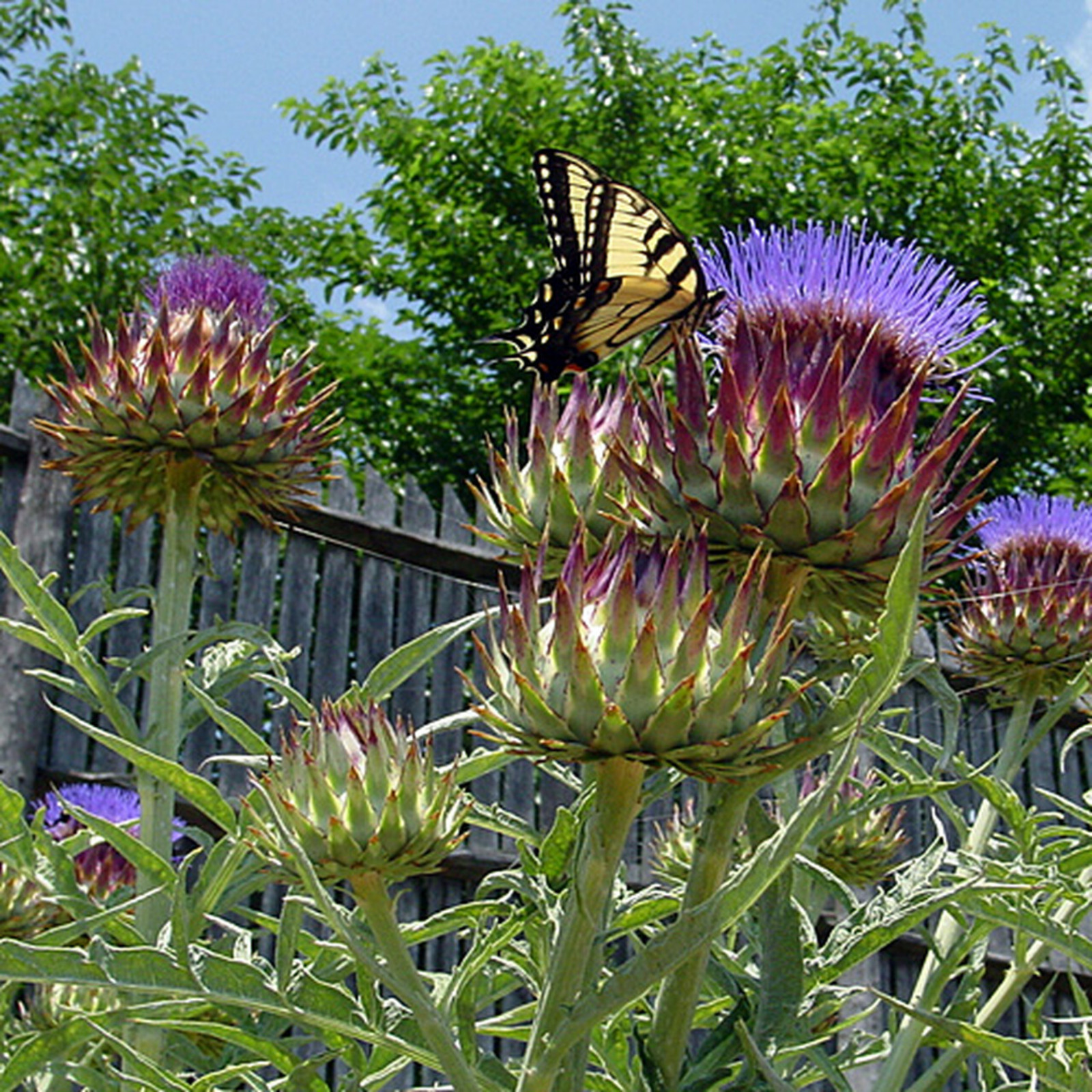 Cardoon – Artichoke Thistle – 25 Seeds – Rare Culinary Herb (Cynara Cardunculus)