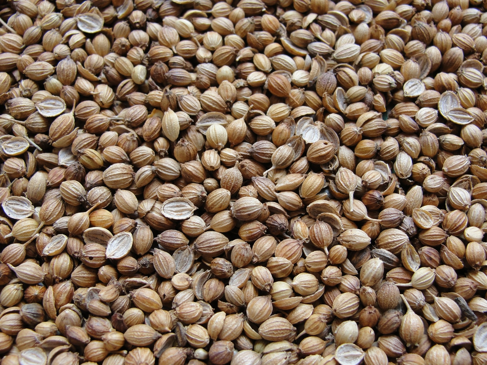 Cilantro 12 oz